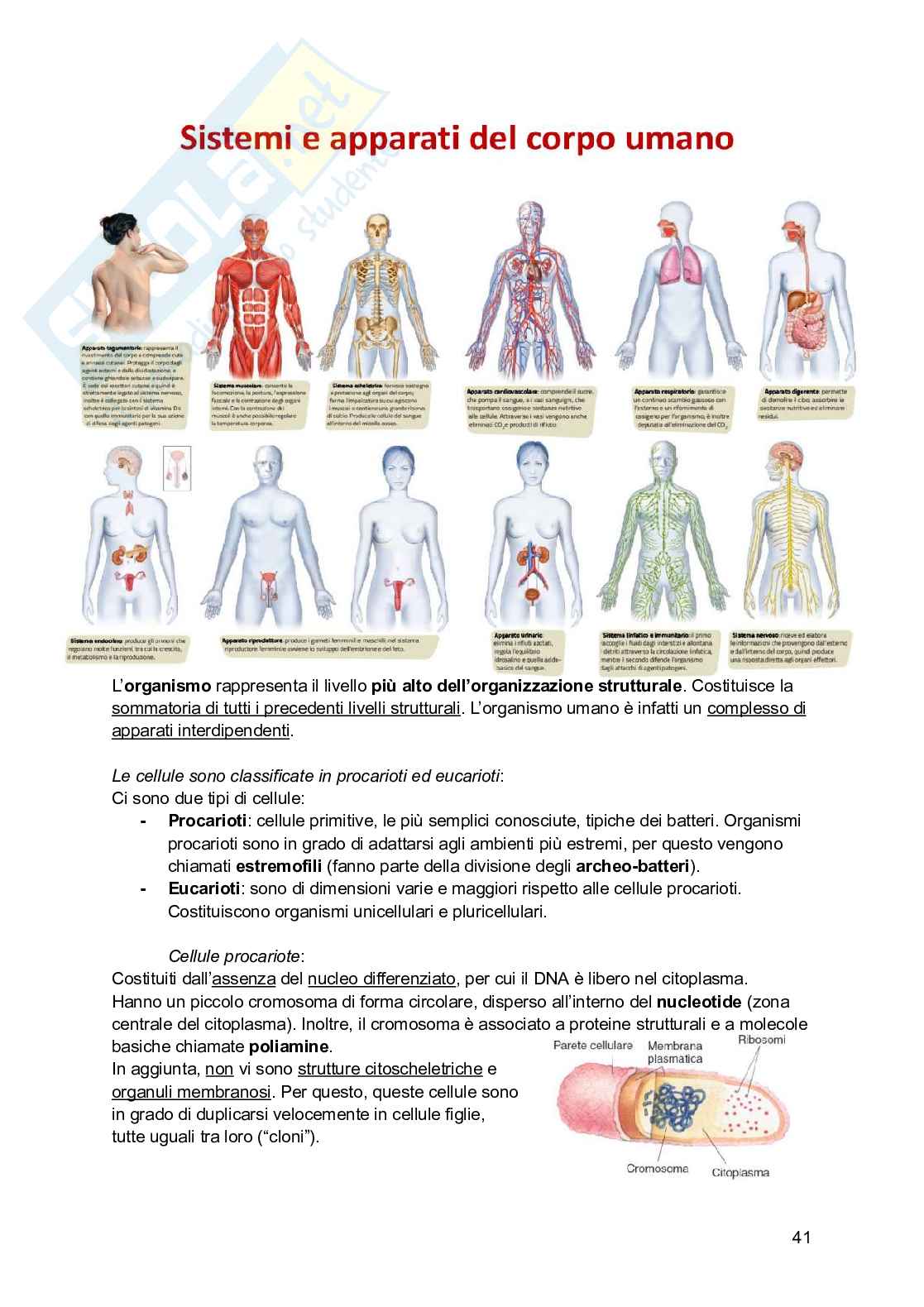 Riassunto esame Psicobiologia, Prof. Esposito Antonino, libro consigliato Basi biologiche dell'attività psichica, Mangia, Bevilacqua, Amicarelli, Fiorenza Pag. 41