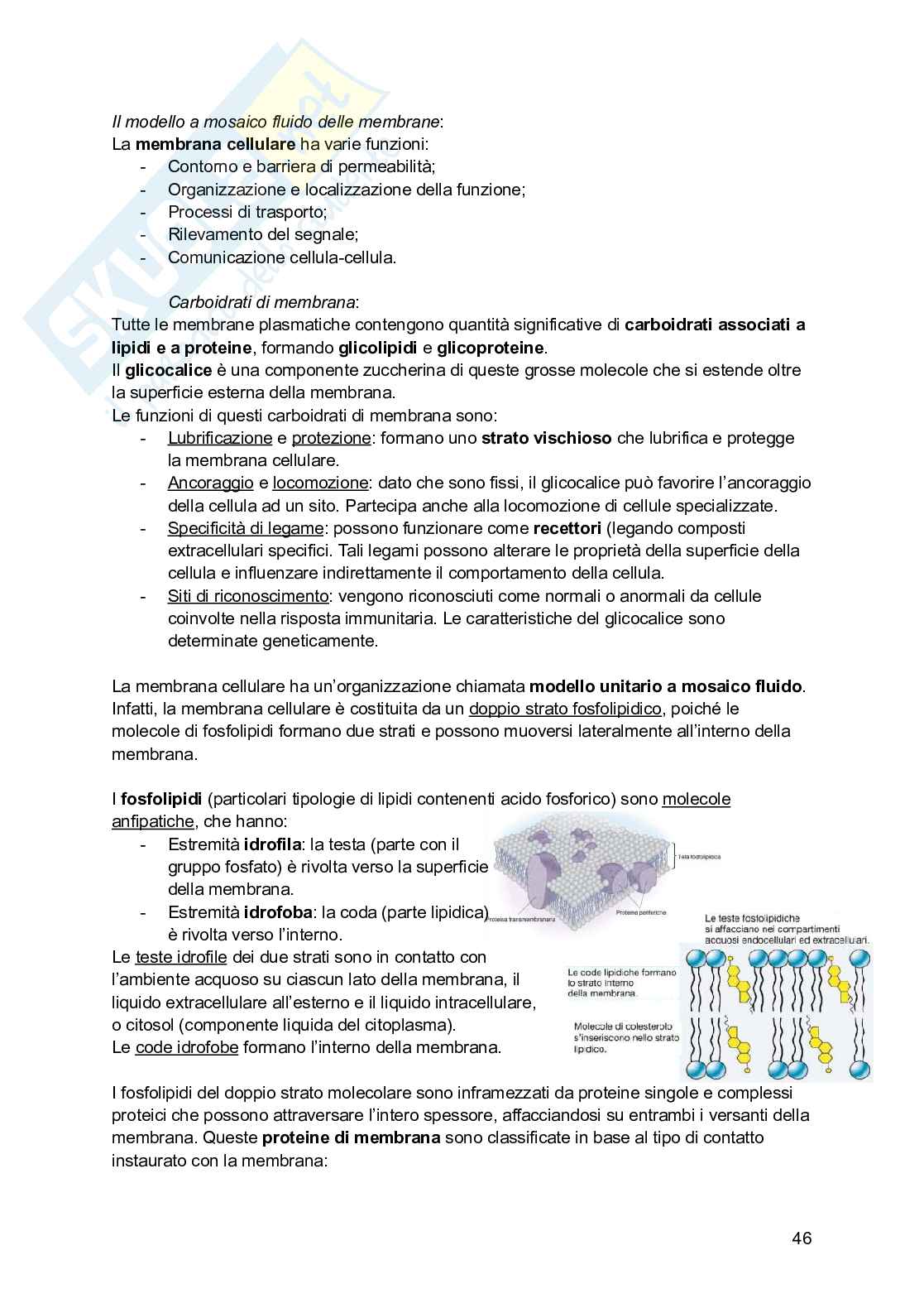 Riassunto esame Psicobiologia, Prof. Esposito Antonino, libro consigliato Basi biologiche dell'attività psichica, Mangia, Bevilacqua, Amicarelli, Fiorenza Pag. 46