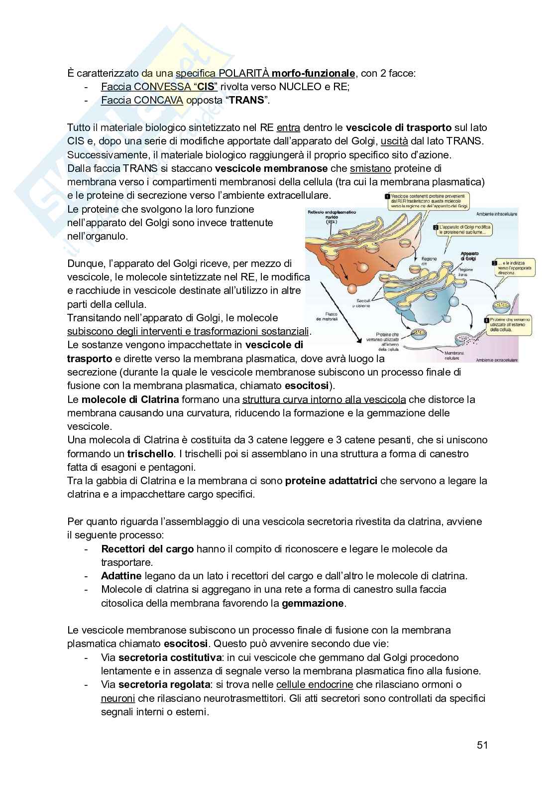 Riassunto esame Psicobiologia, Prof. Esposito Antonino, libro consigliato Basi biologiche dell'attività psichica, Mangia, Bevilacqua, Amicarelli, Fiorenza Pag. 51