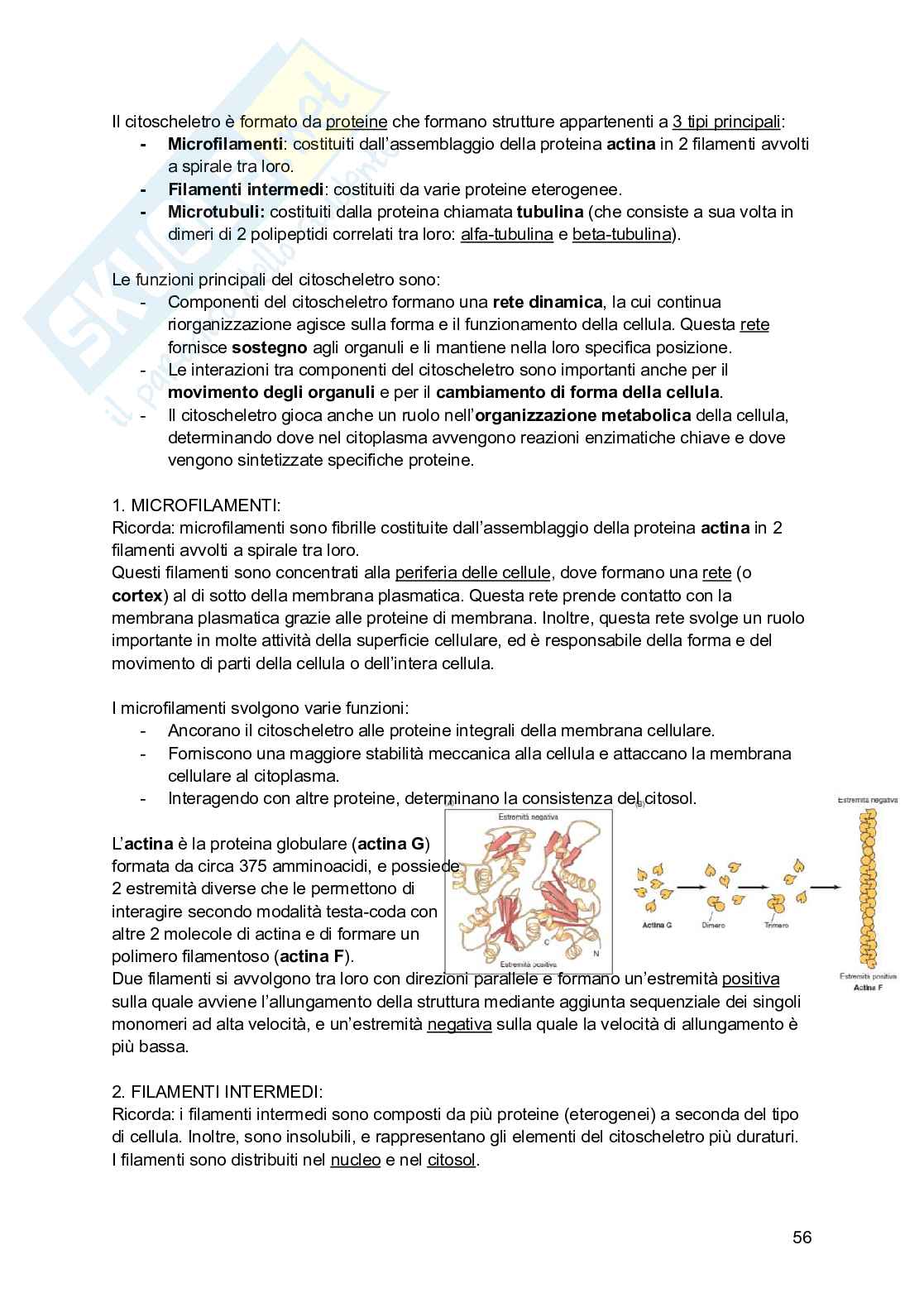 Riassunto esame Psicobiologia, Prof. Esposito Antonino, libro consigliato Basi biologiche dell'attività psichica, Mangia, Bevilacqua, Amicarelli, Fiorenza Pag. 56