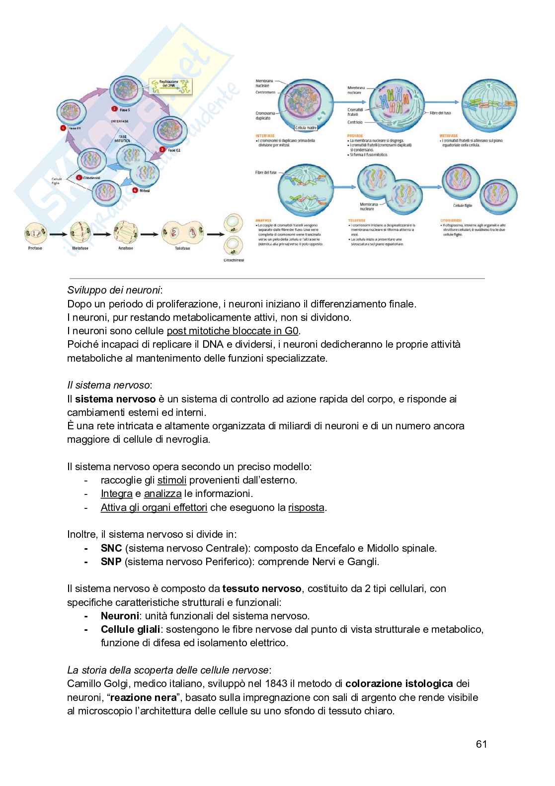 Riassunto esame Psicobiologia, Prof. Esposito Antonino, libro consigliato Basi biologiche dell'attività psichica, Mangia, Bevilacqua, Amicarelli, Fiorenza Pag. 61