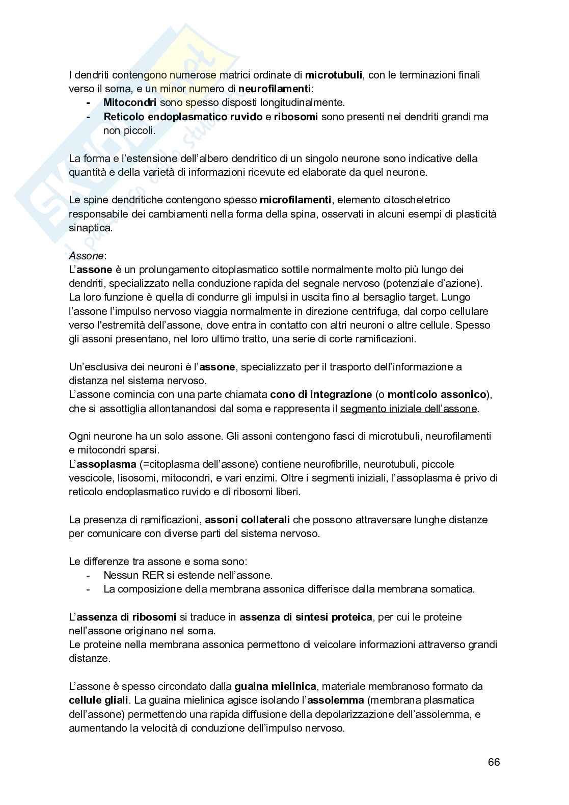 Riassunto esame Psicobiologia, Prof. Esposito Antonino, libro consigliato Basi biologiche dell'attività psichica, Mangia, Bevilacqua, Amicarelli, Fiorenza Pag. 66