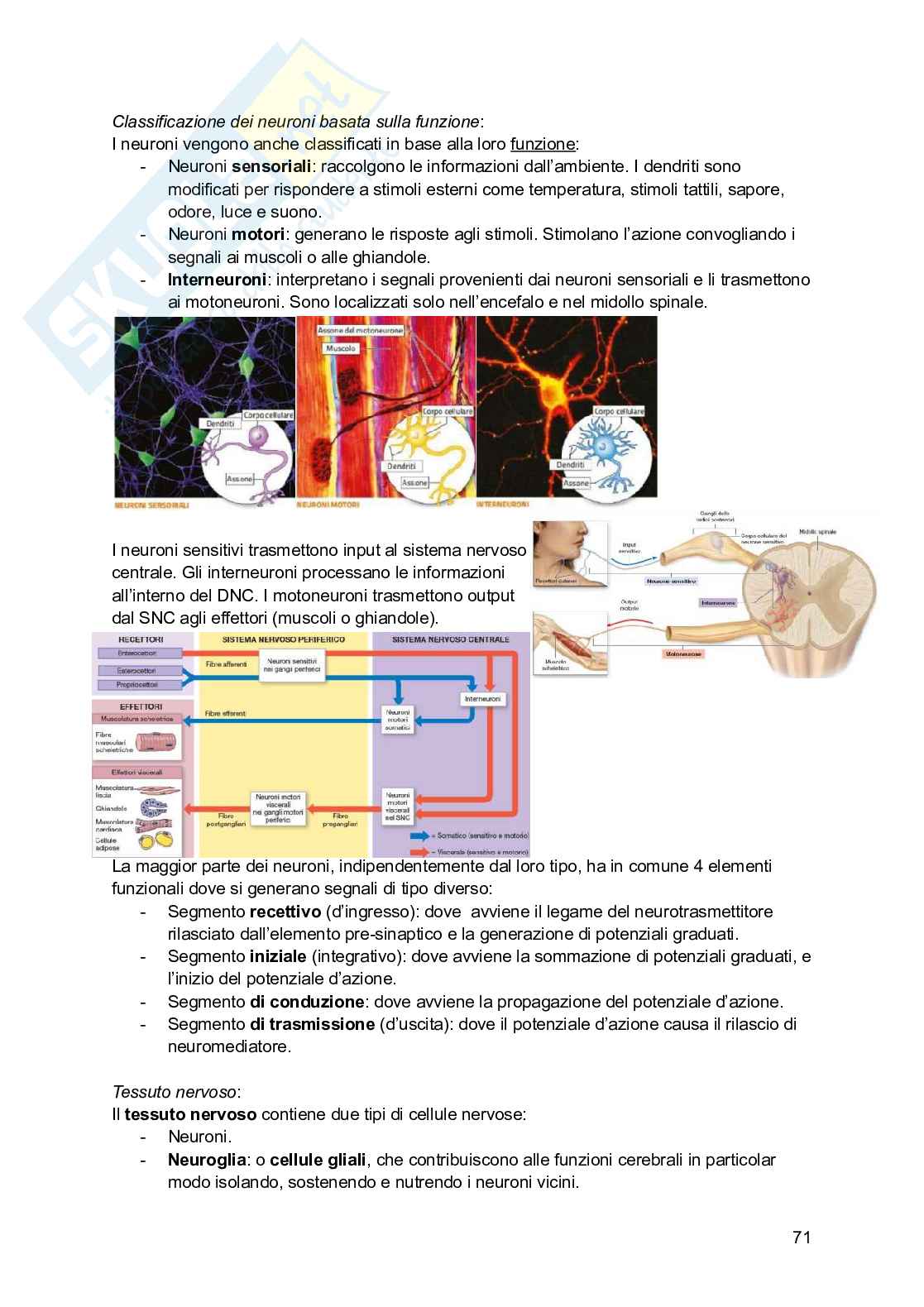 Riassunto esame Psicobiologia, Prof. Esposito Antonino, libro consigliato Basi biologiche dell'attività psichica, Mangia, Bevilacqua, Amicarelli, Fiorenza Pag. 71