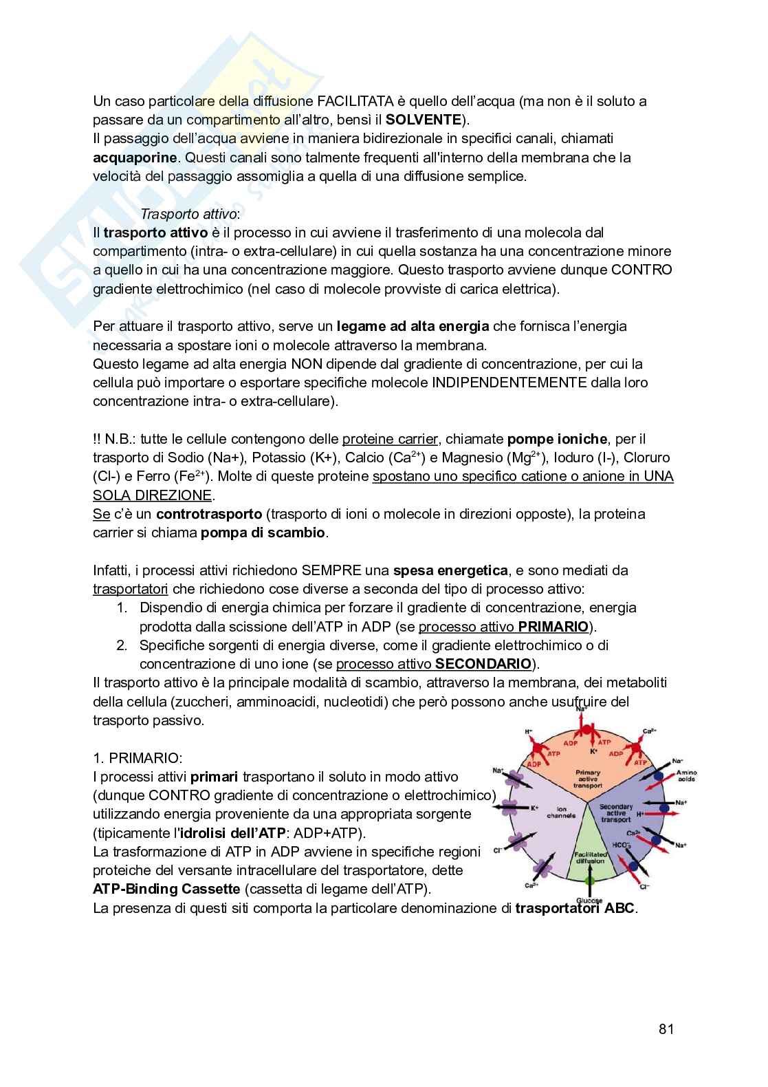 Riassunto esame Psicobiologia, Prof. Esposito Antonino, libro consigliato Basi biologiche dell'attività psichica, Mangia, Bevilacqua, Amicarelli, Fiorenza Pag. 81