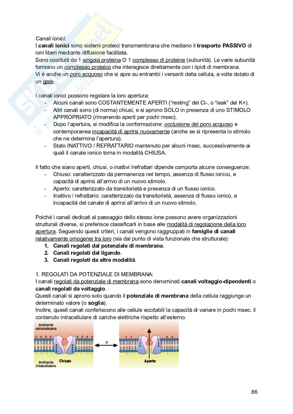 Riassunto esame Psicobiologia, Prof. Esposito Antonino, libro consigliato Basi biologiche dell'attività psichica, Mangia, Bevilacqua, Amicarelli, Fiorenza Pag. 86