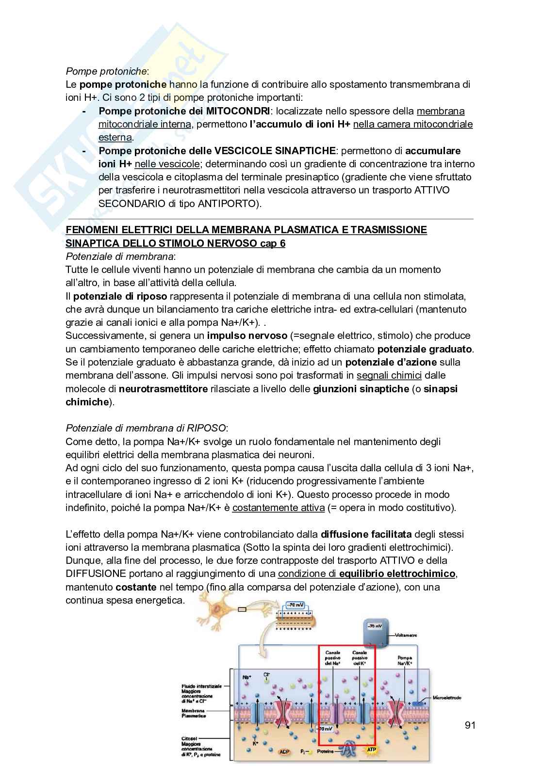 Riassunto esame Psicobiologia, Prof. Esposito Antonino, libro consigliato Basi biologiche dell'attività psichica, Mangia, Bevilacqua, Amicarelli, Fiorenza Pag. 91