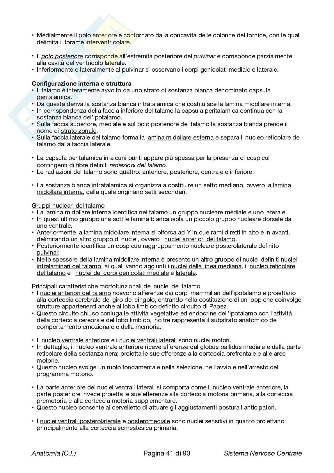 Anatomia - Sistema nervoso centrale Pag. 41