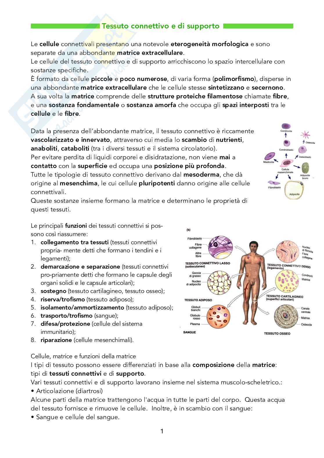 Istologia - Tessuto connettivo e di supporto Pag. 1