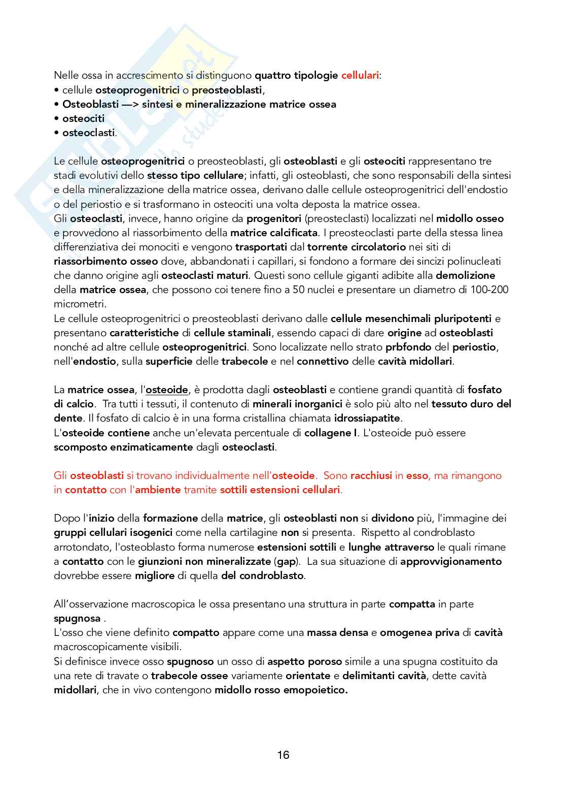 Istologia - Tessuto connettivo e di supporto Pag. 16