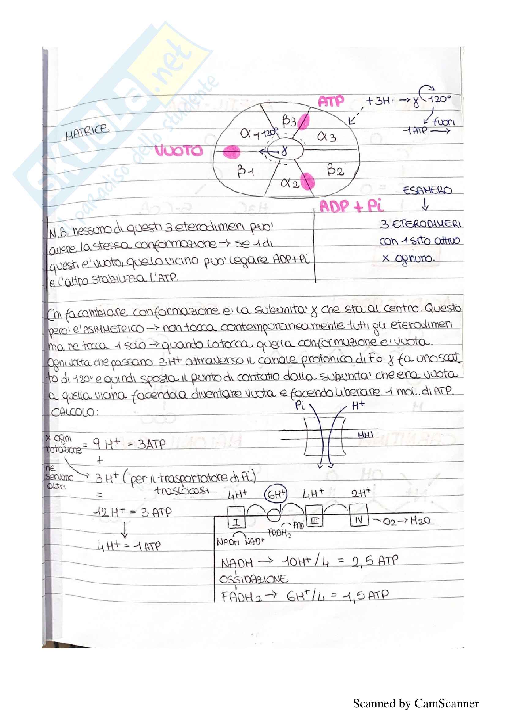 Appunti completi biochimica (quarta parte) Pag. 6