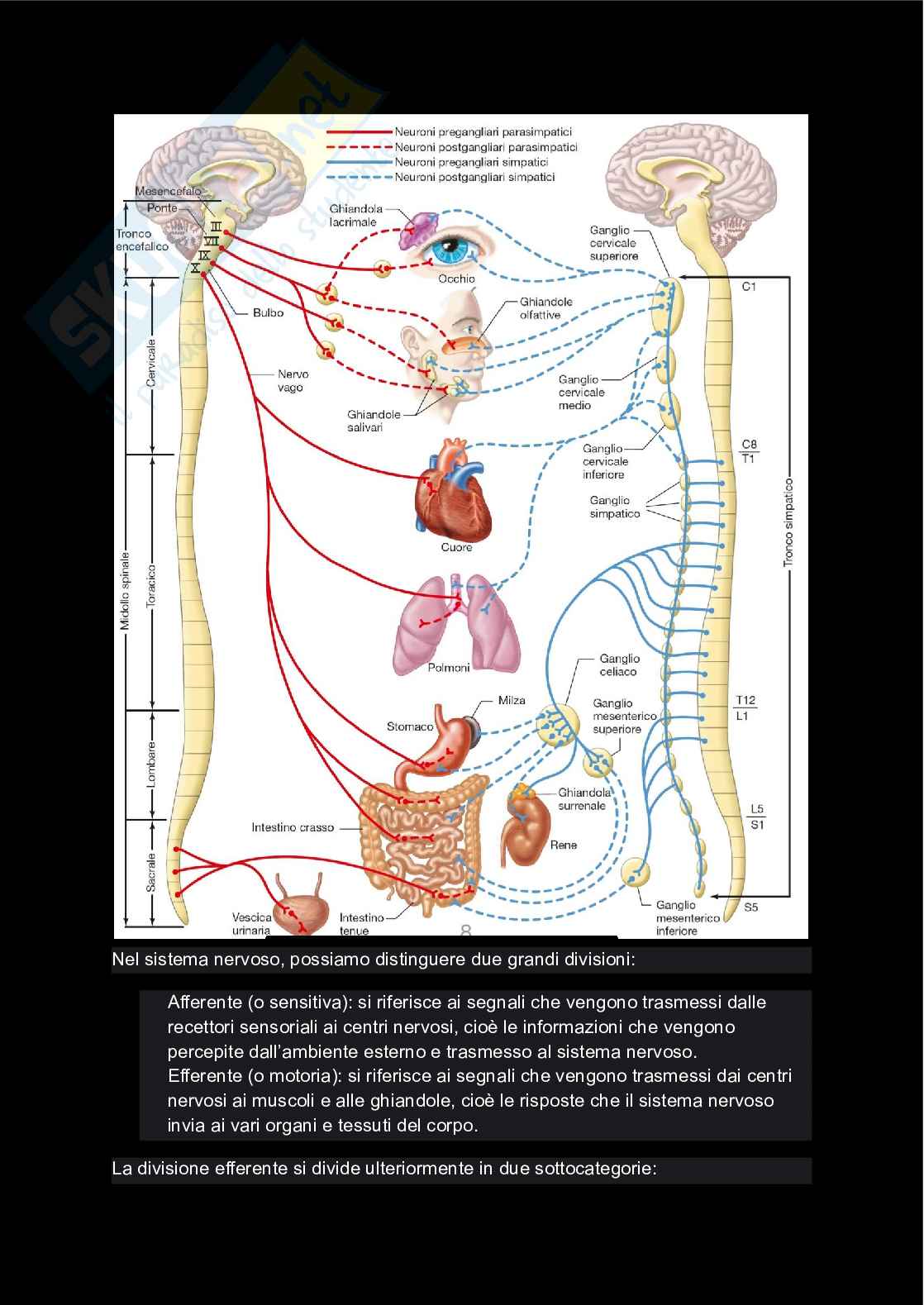 Fisiologia  Pag. 11