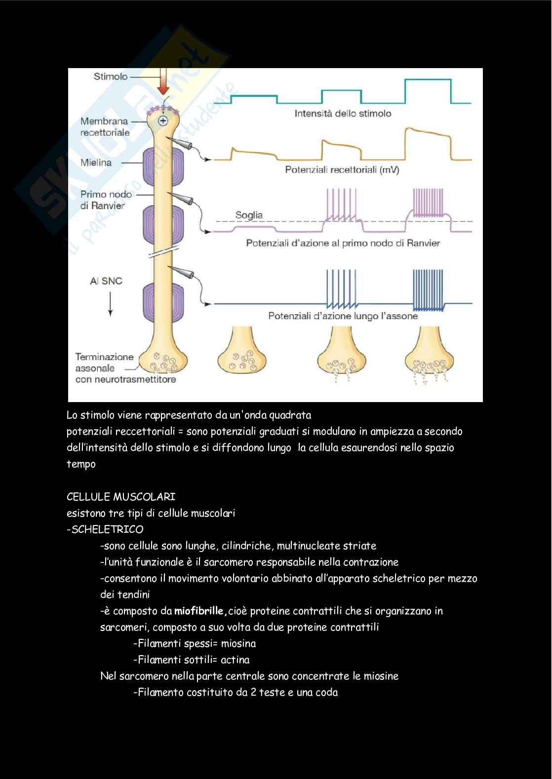 Fisiologia  Pag. 16