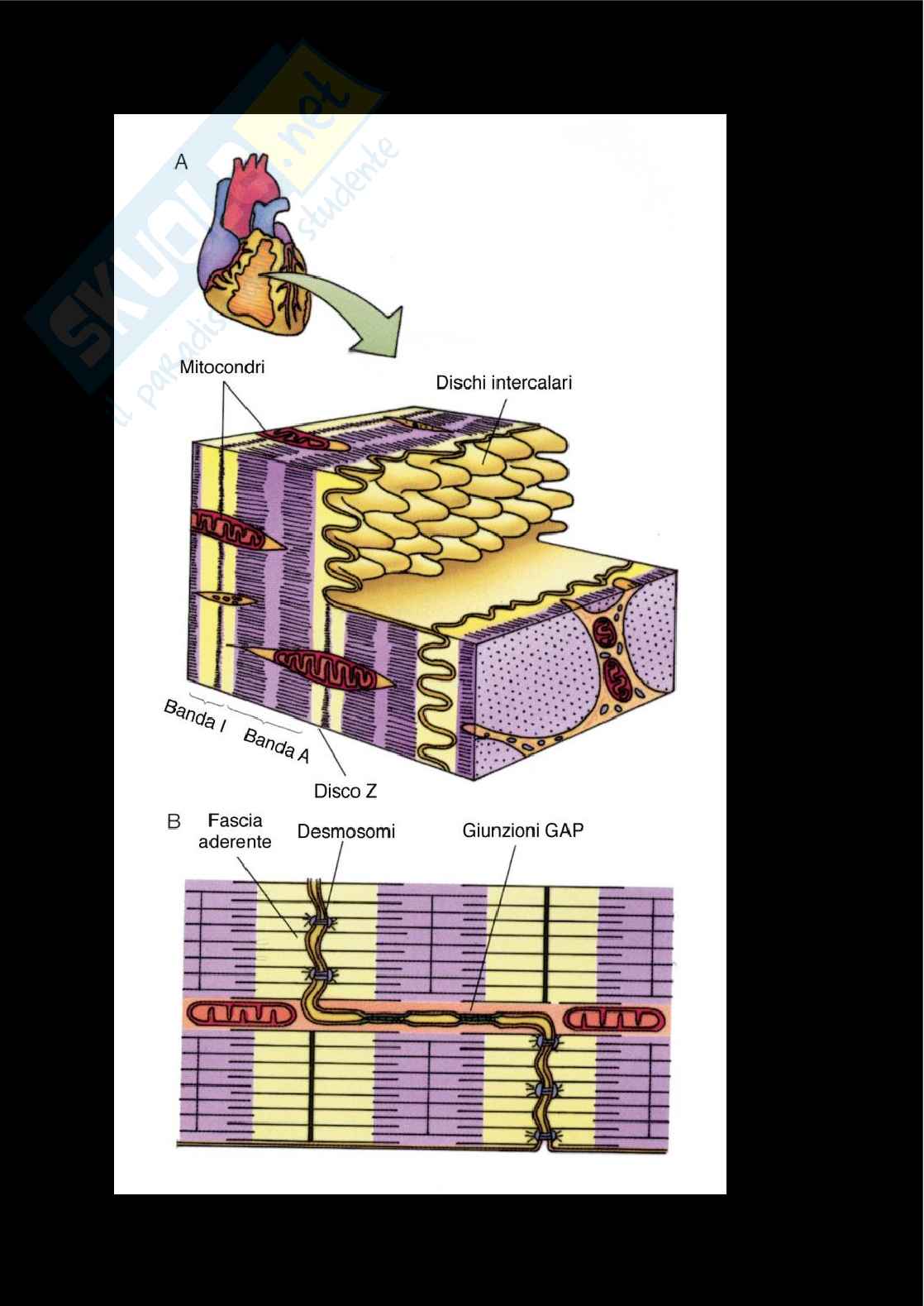 Fisiologia  Pag. 26