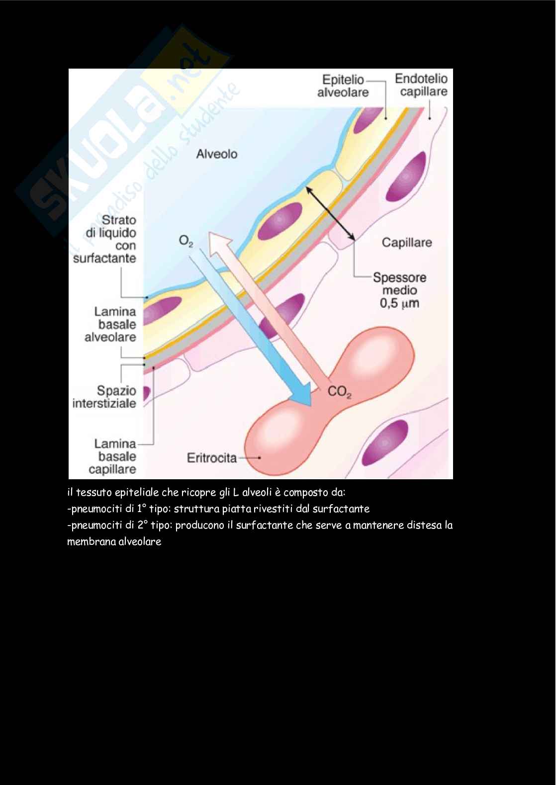 Fisiologia  Pag. 46