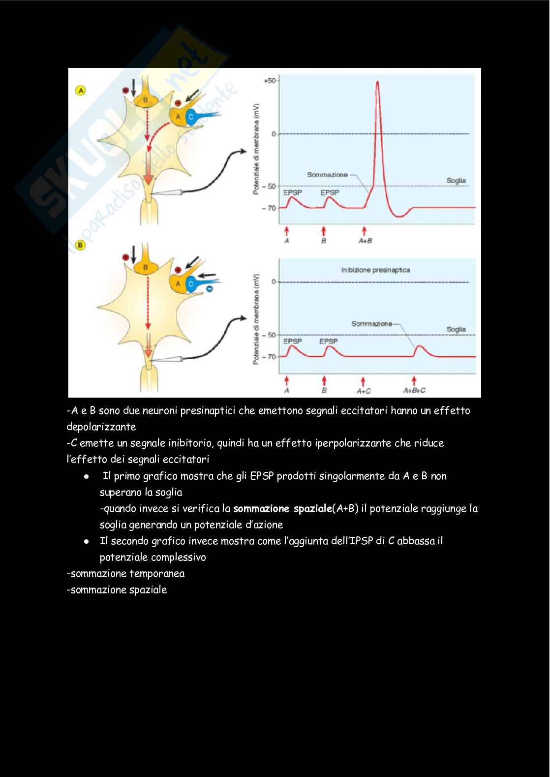 Fisiologia  Pag. 6