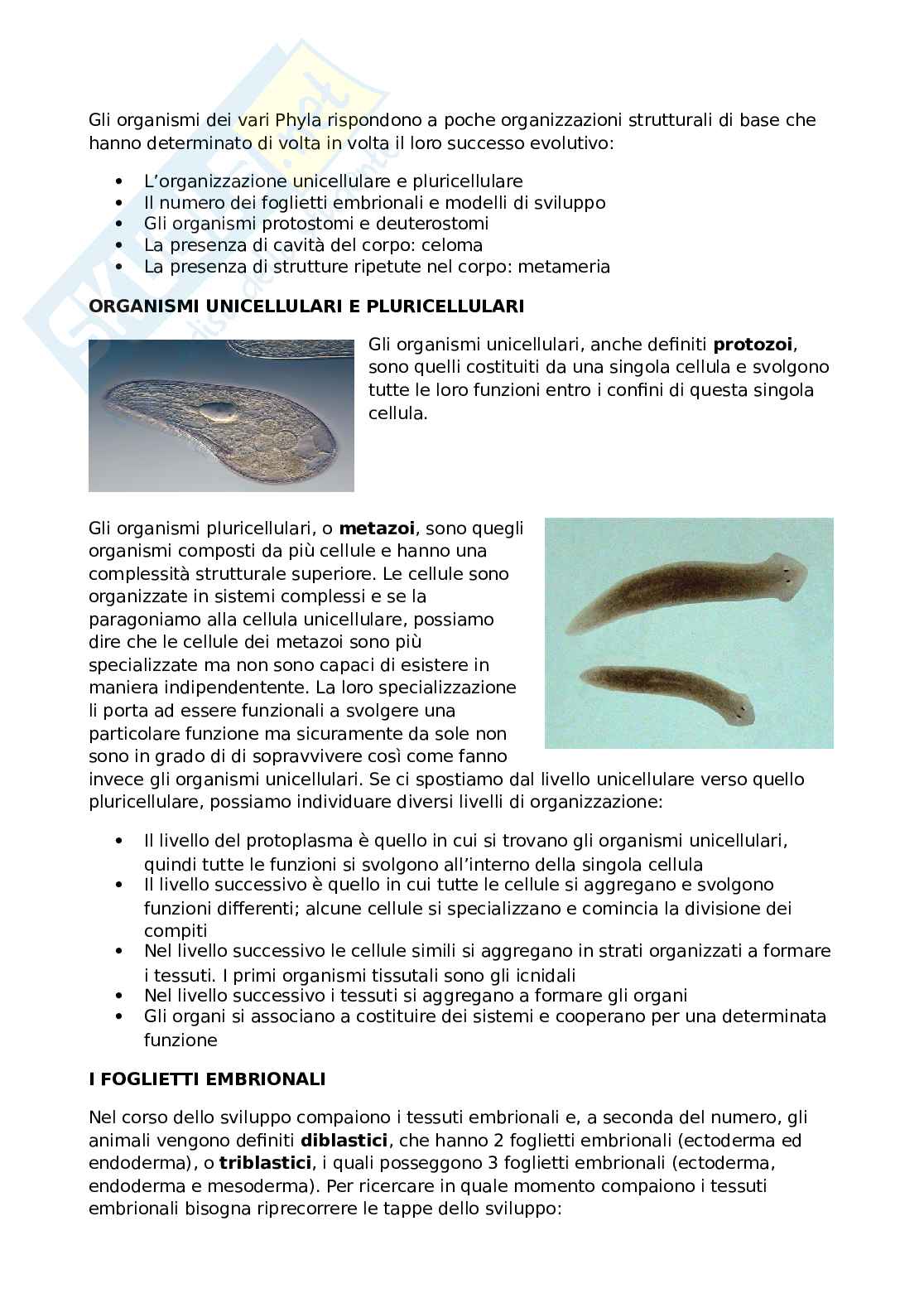 Evoluzione dei Phyla Pag. 1