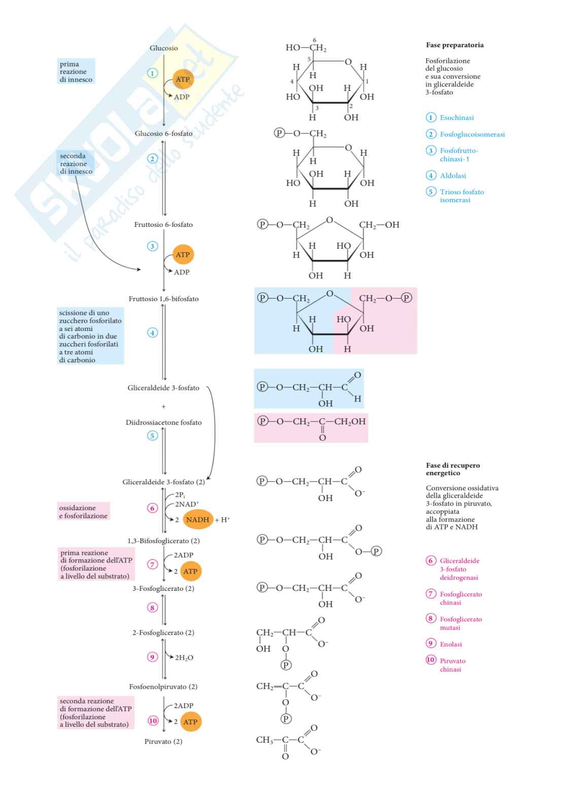 Metabolismo cellulare  Pag. 6