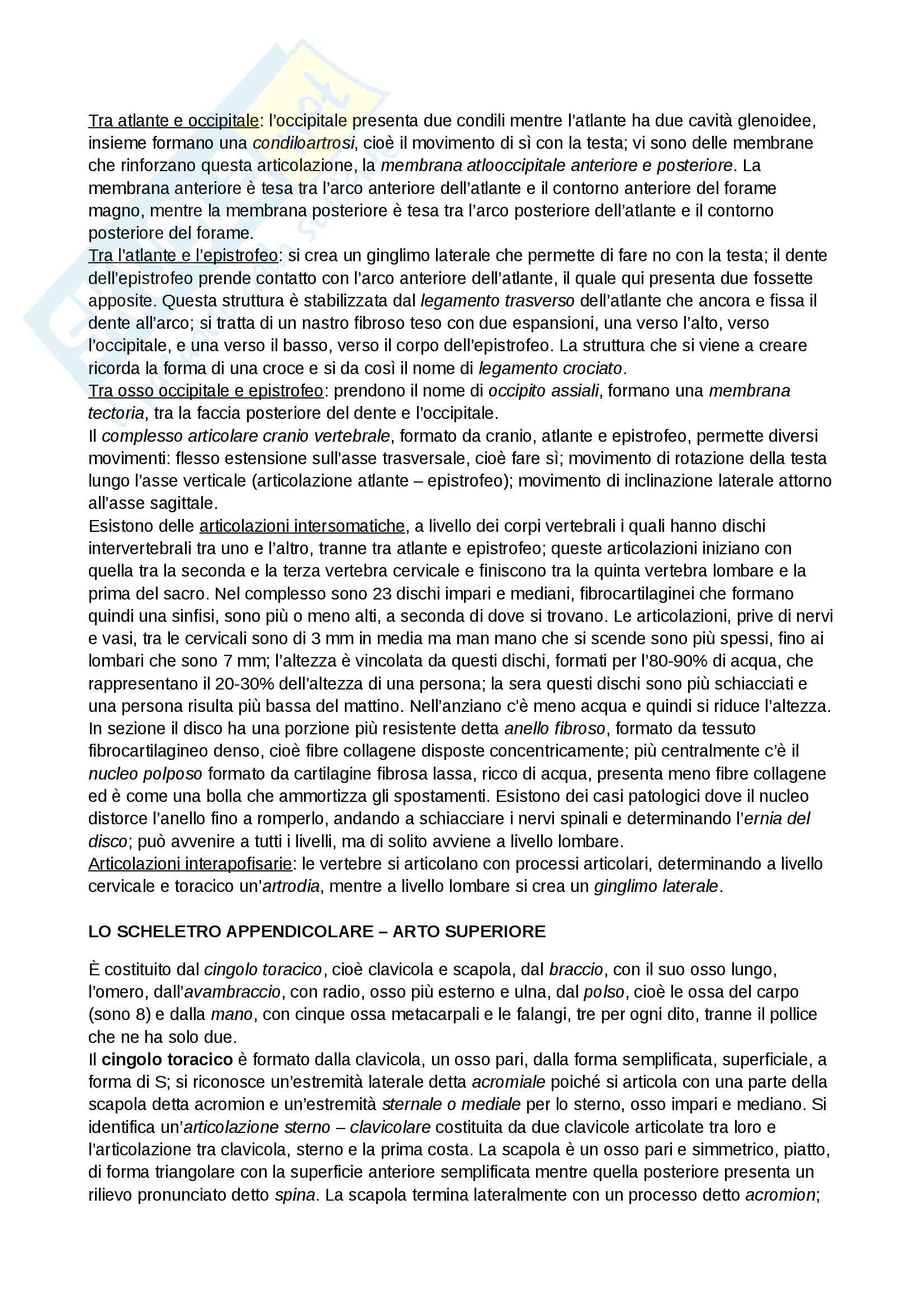 Apparato Locomotore, Anatomia Pag. 11