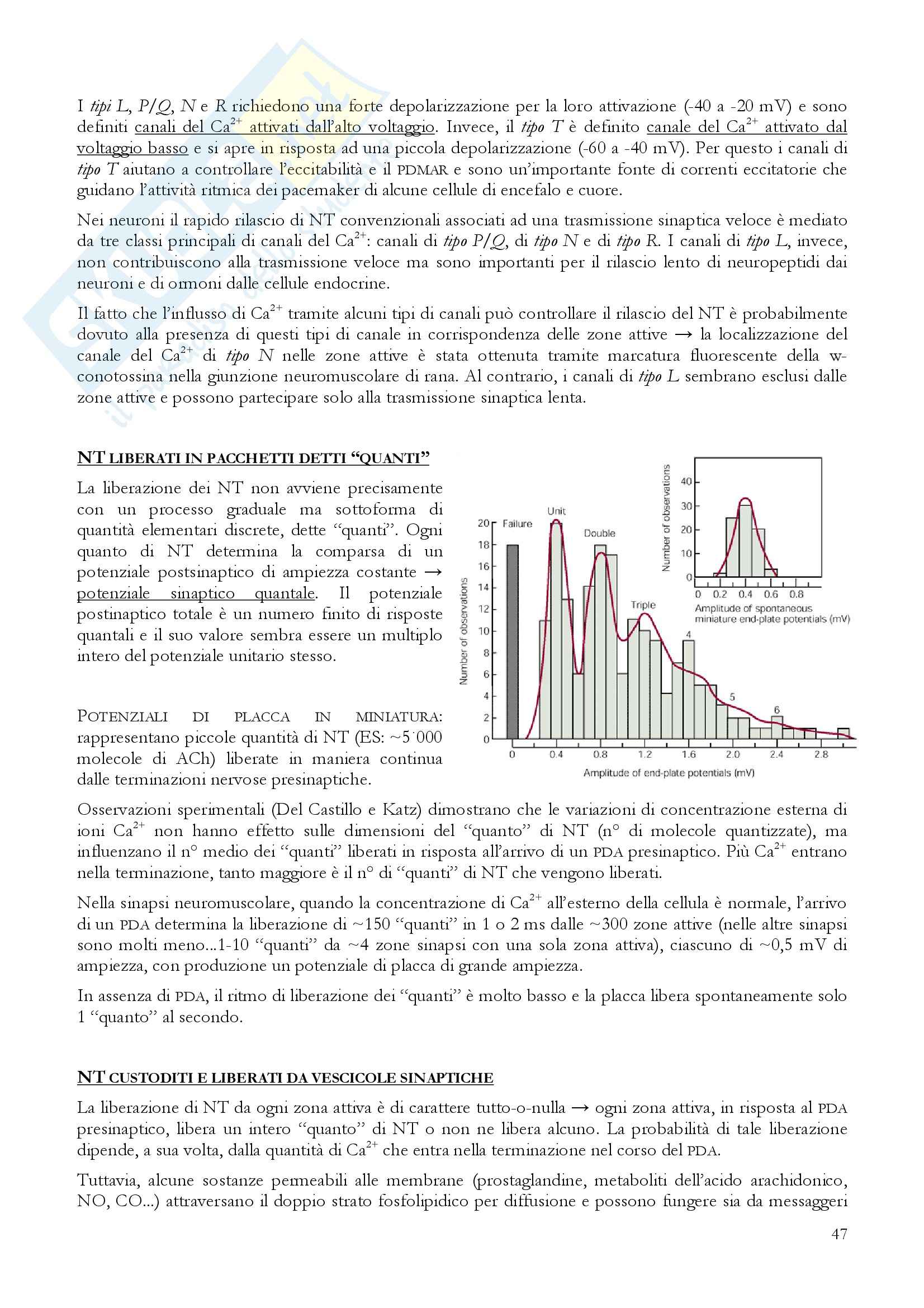 Riassunto esame Fisiologia, prof. Incerpi, libro consigliato Fisiologia: Un approccio integrato, Silverthon Pag. 51