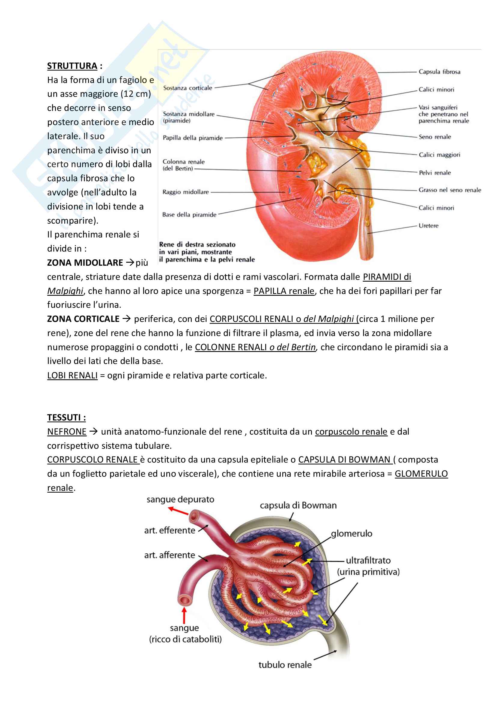 Apparato digerente urinario e genitale Pag. 41