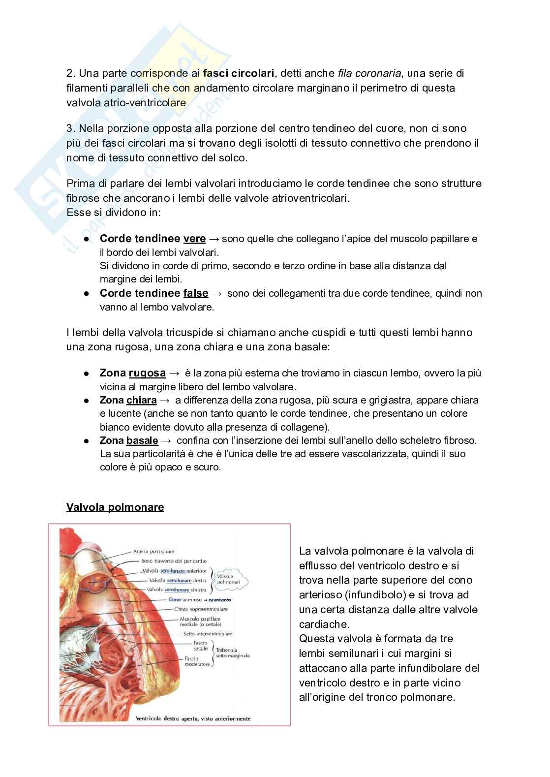 Anatomia I, 25/26 (Appunti completi + immagini atlante e tabelle) Pag. 11