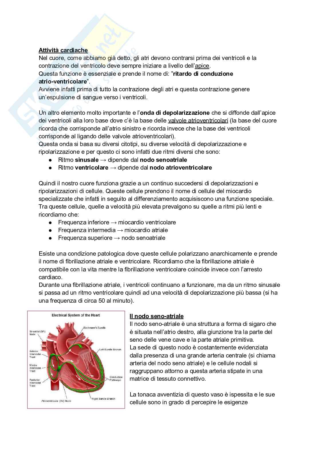Anatomia I, 25/26 (Appunti completi + immagini atlante e tabelle) Pag. 16