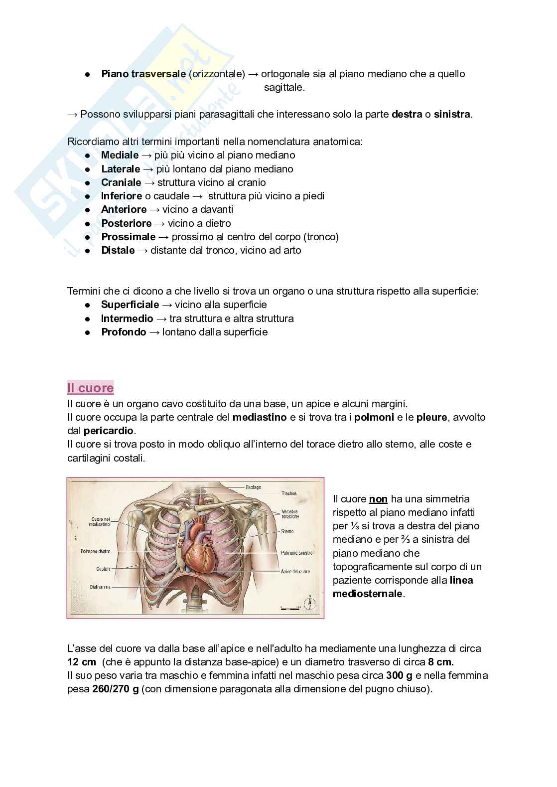 Anatomia I, 25/26 (Appunti completi + immagini atlante e tabelle) Pag. 2