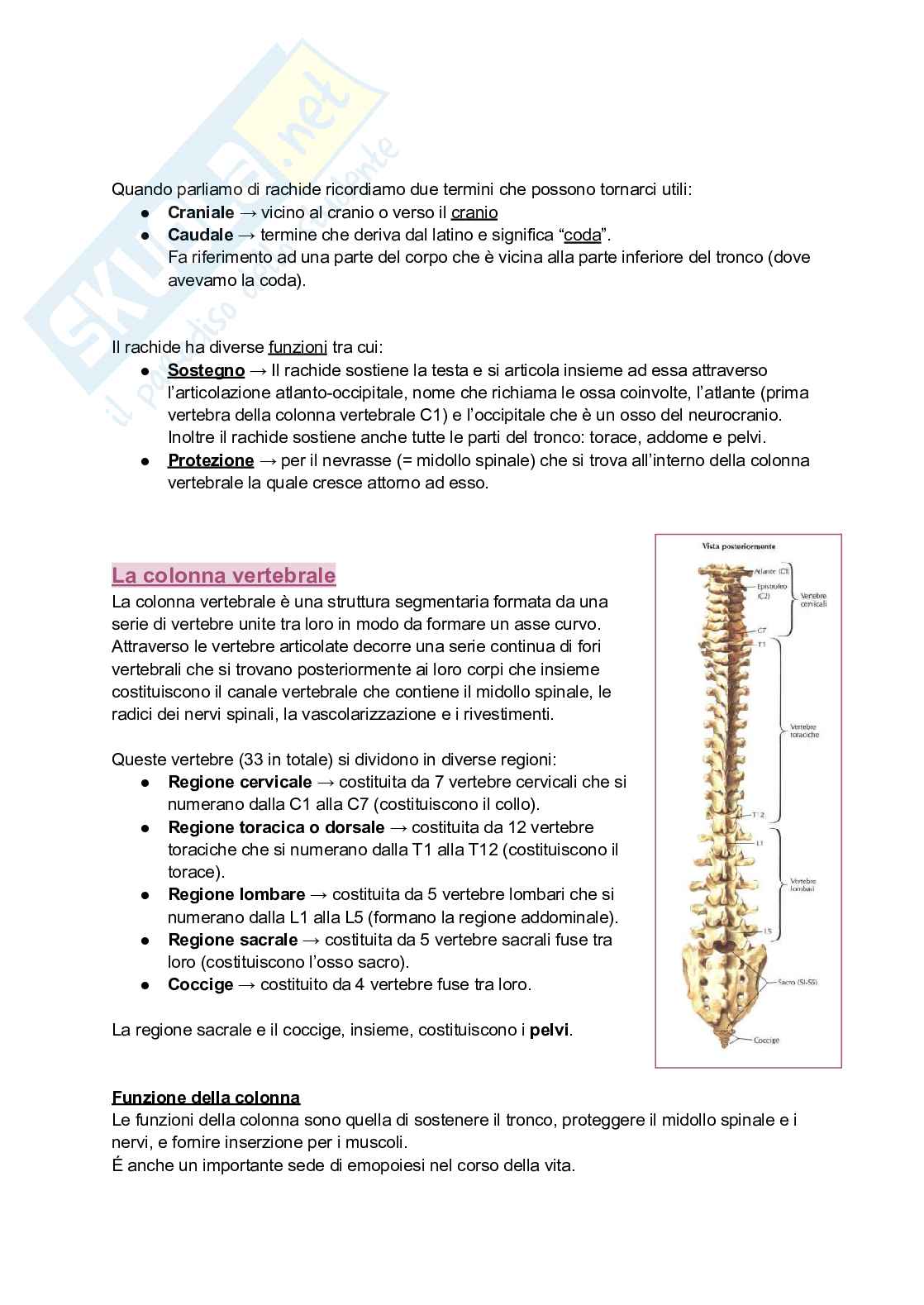 Anatomia I, 25/26 (Appunti completi + immagini atlante e tabelle) Pag. 26