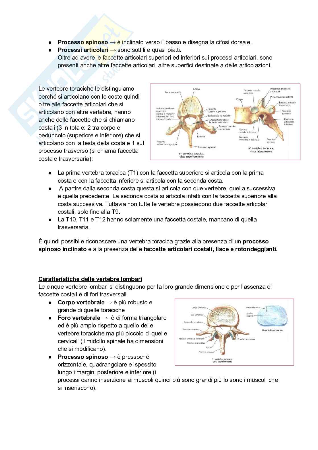 Anatomia I, 25/26 (Appunti completi + immagini atlante e tabelle) Pag. 31