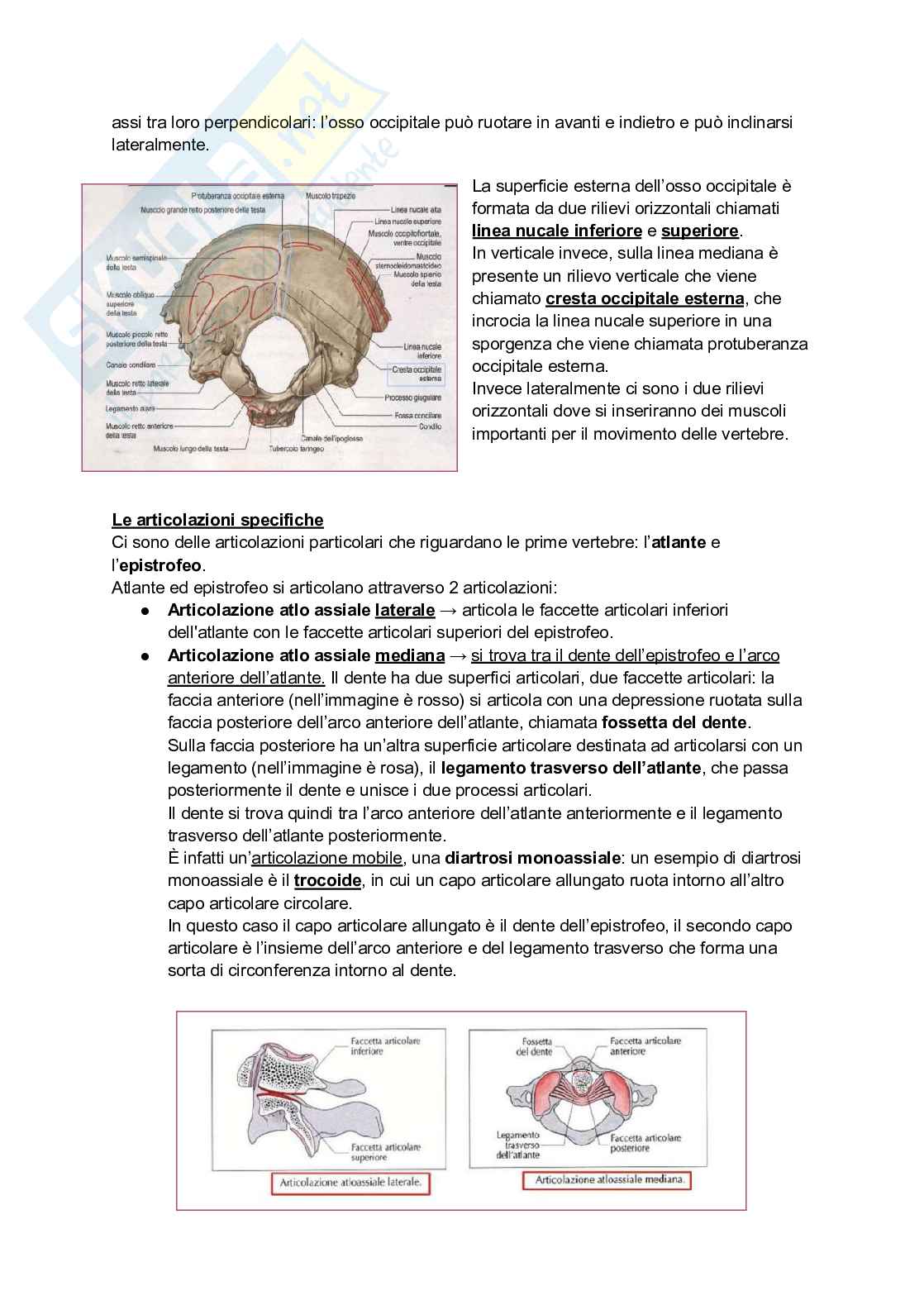 Anatomia I, 25/26 (Appunti completi + immagini atlante e tabelle) Pag. 36