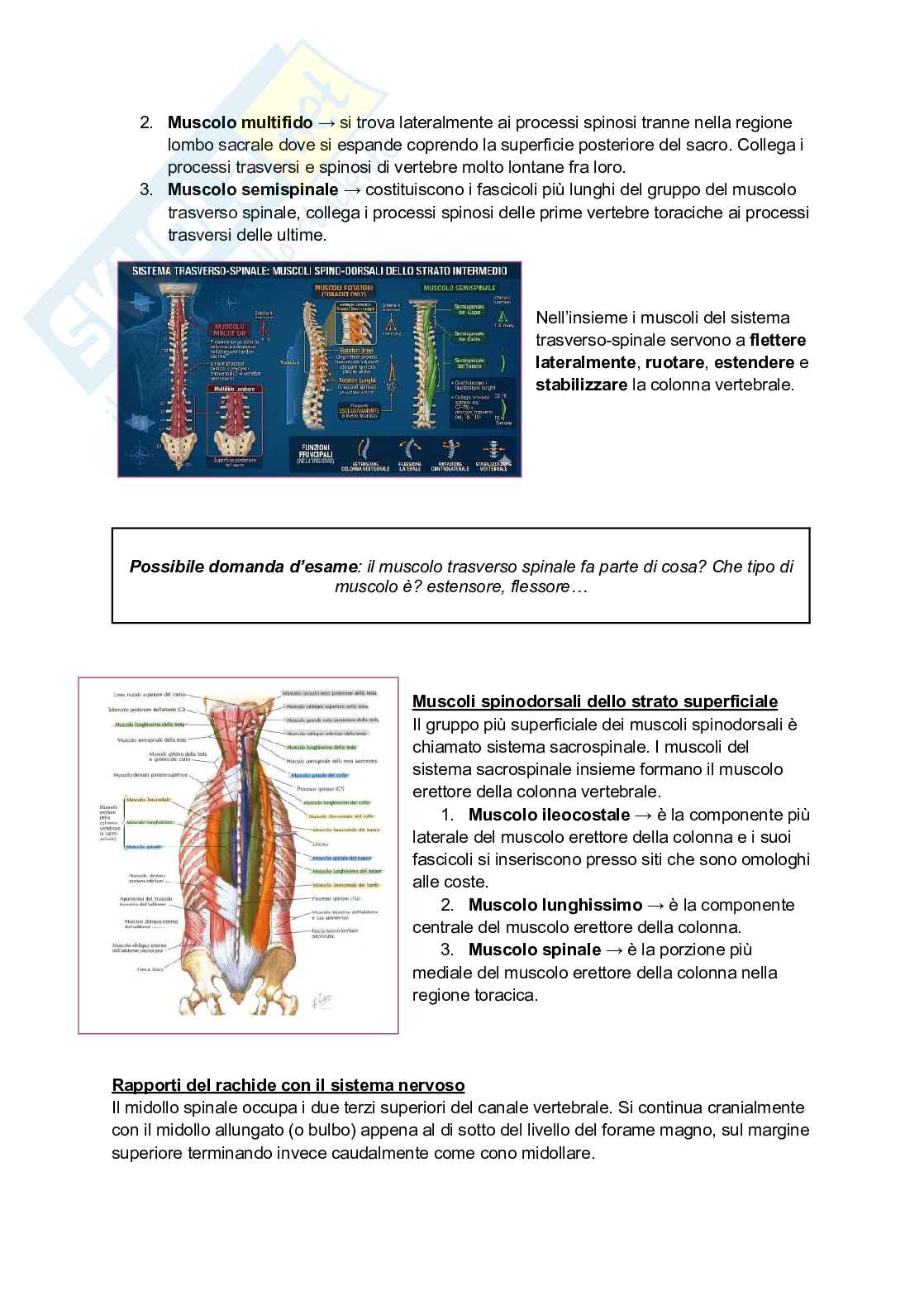 Anatomia I, 25/26 (Appunti completi + immagini atlante e tabelle) Pag. 41