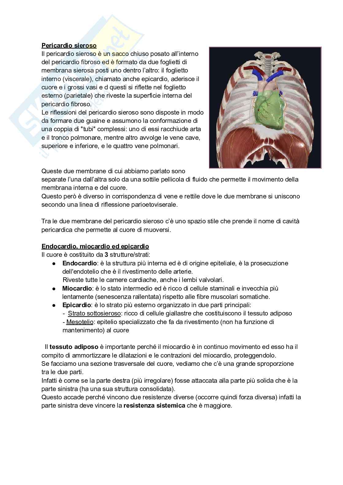 Anatomia I, 25/26 (Appunti completi + immagini atlante e tabelle) Pag. 6