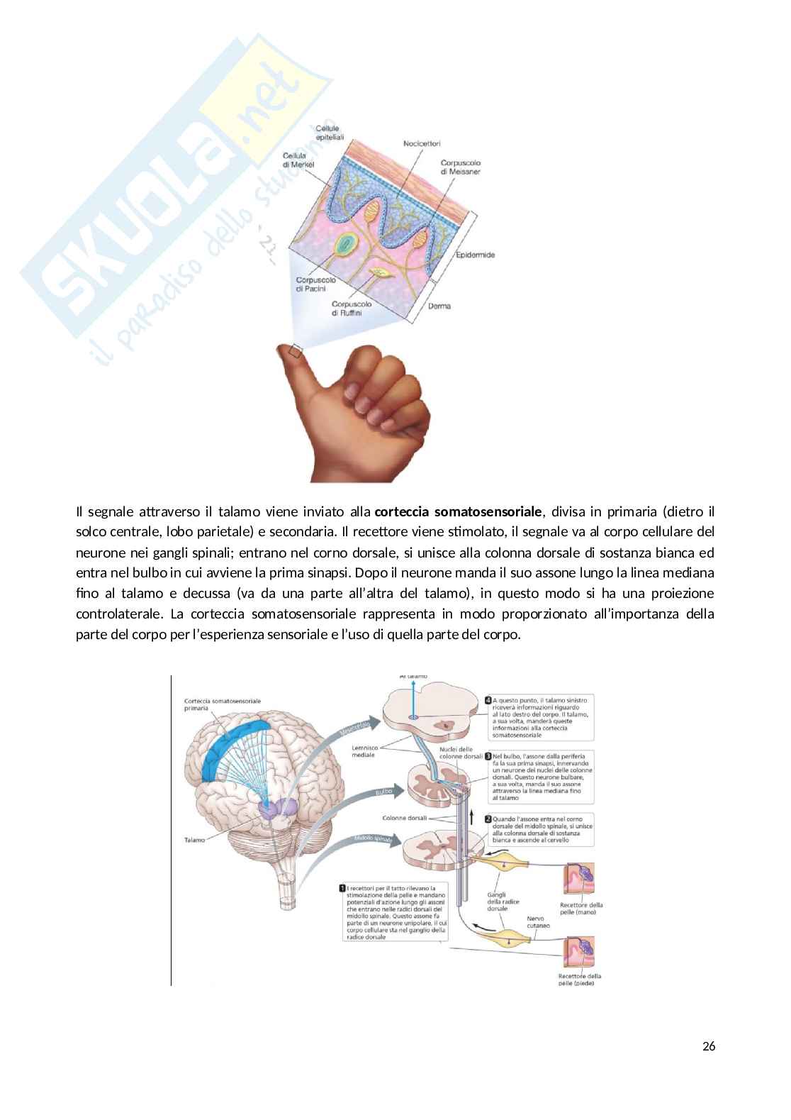 Appunti Psicobiologia Pag. 26