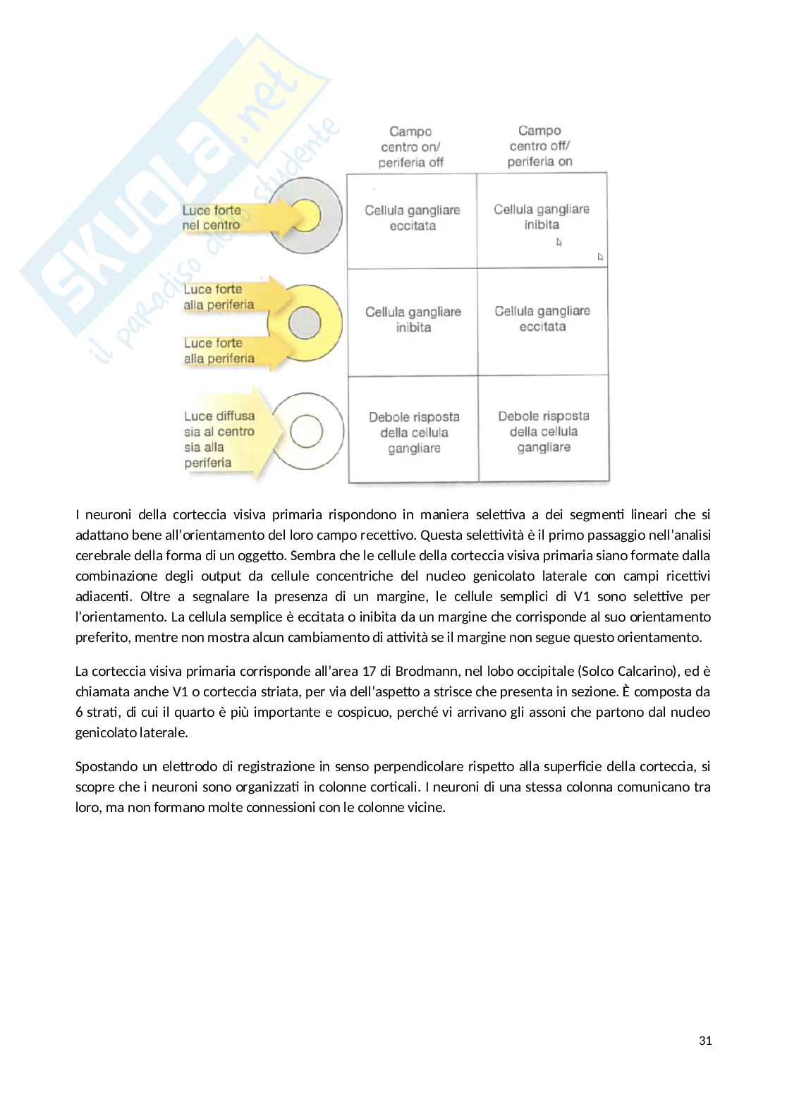 Appunti Psicobiologia Pag. 31