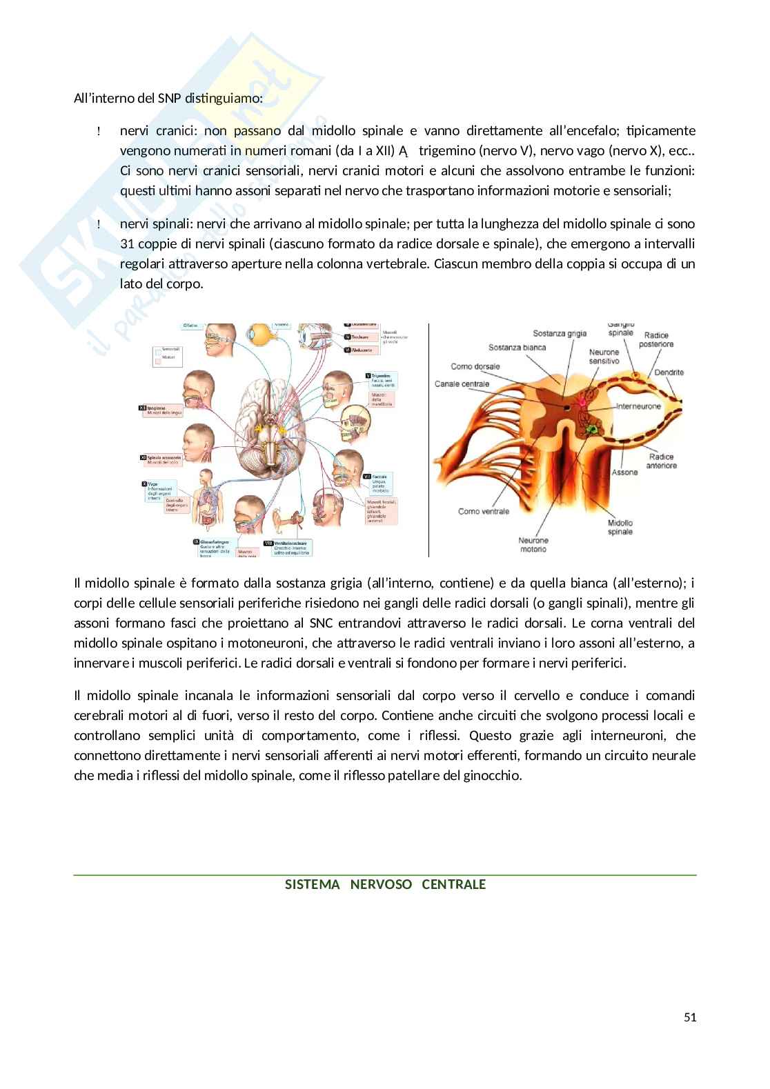 Appunti Psicobiologia Pag. 51
