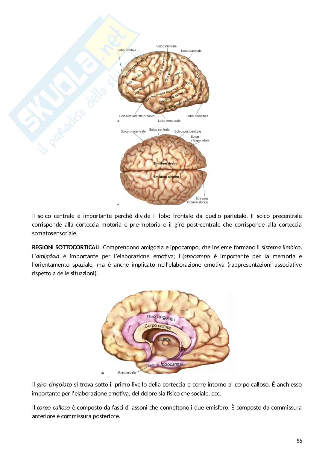 Appunti Psicobiologia Pag. 56