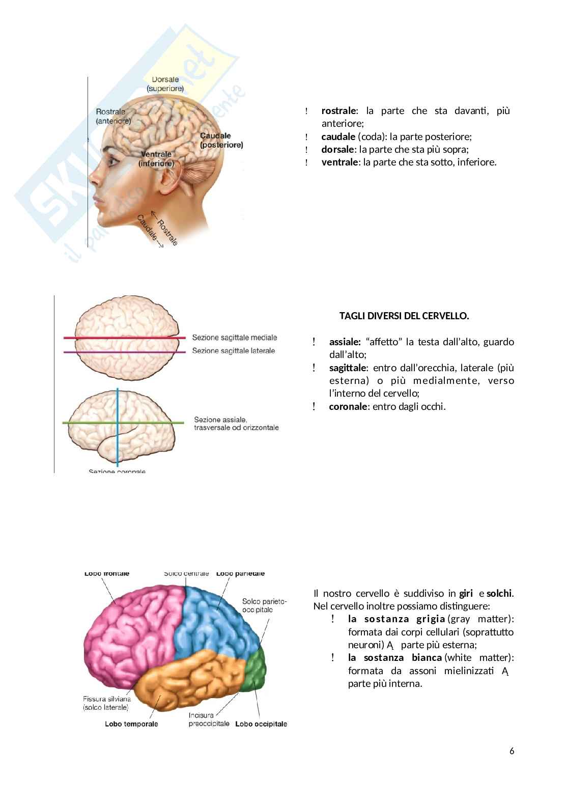 Appunti Psicobiologia Pag. 6