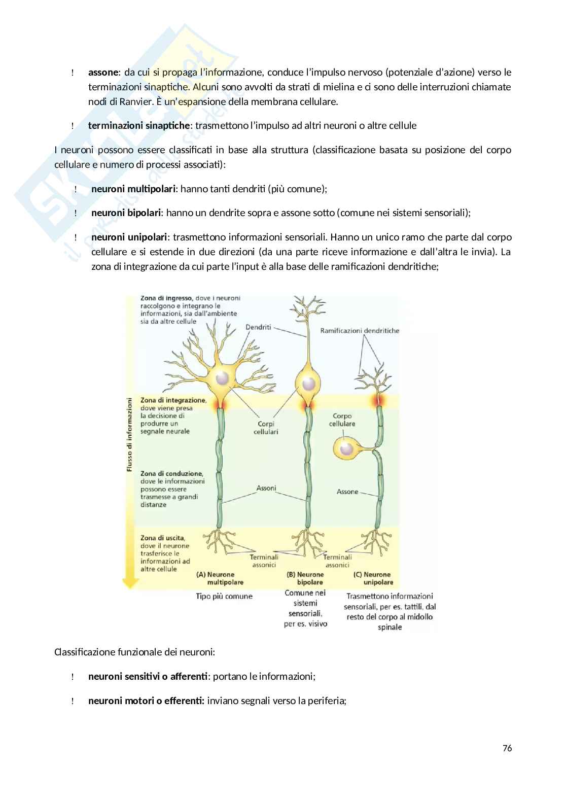 Appunti Psicobiologia Pag. 76