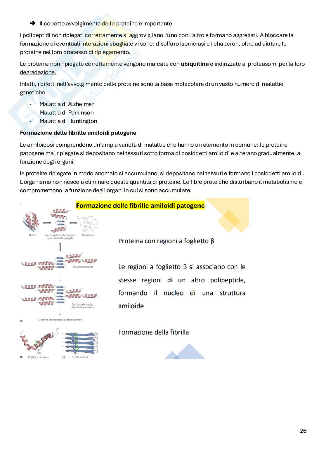 Appunti di Biochimica  Pag. 26