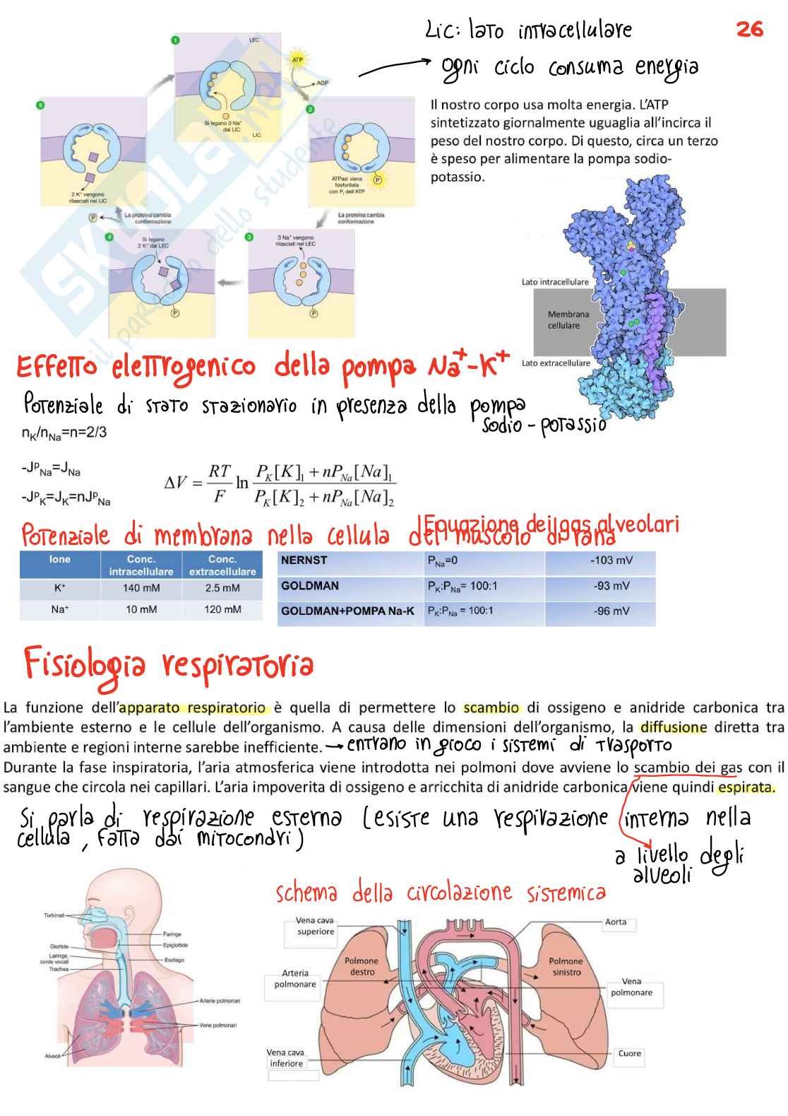 Appunti completi per l’esame di Fisiologia   Pag. 26