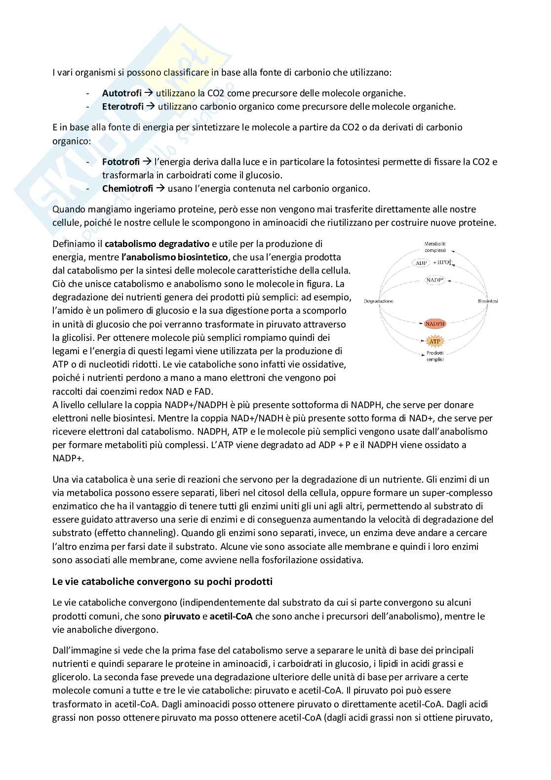 Biochimica 2- Metabolismo Pag. 2