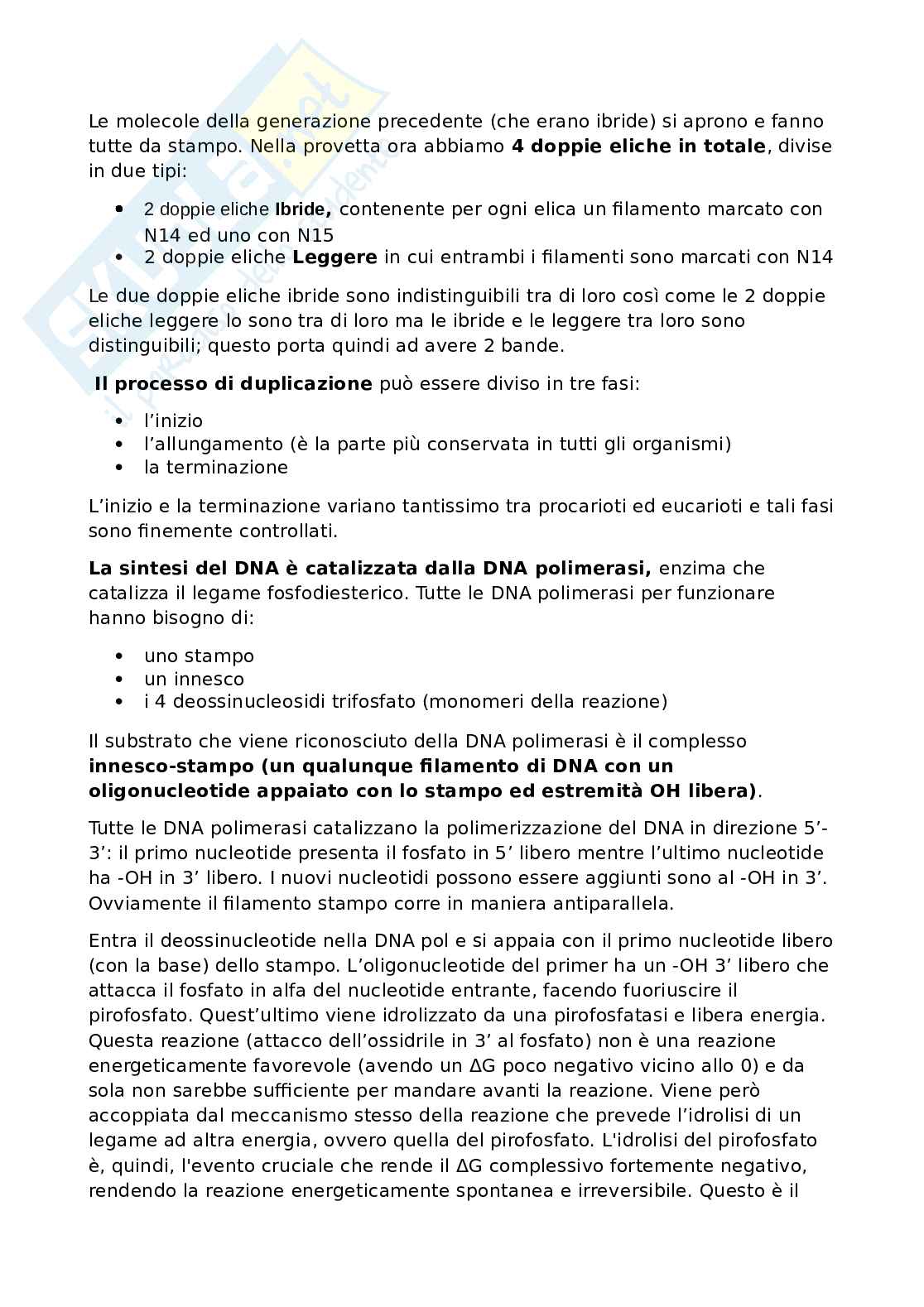Biologia molecolare - Duplicazione 1 Pag. 2