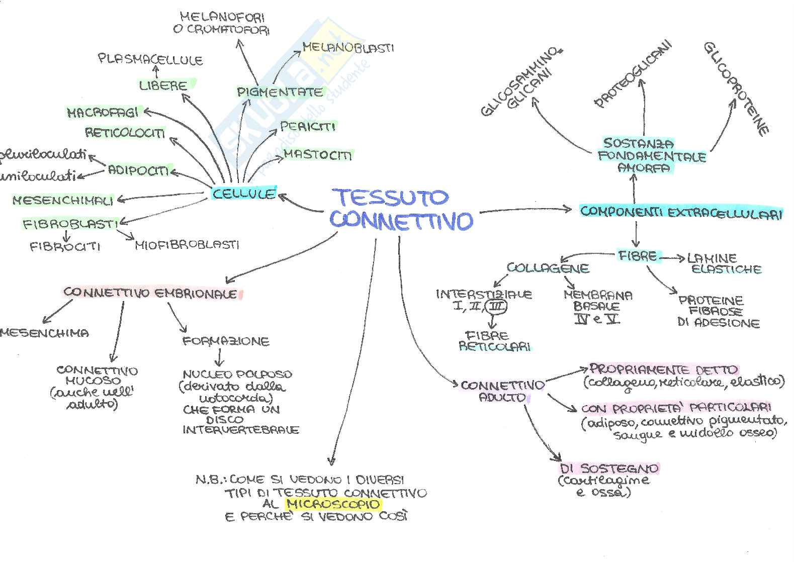 Mappe concettuali di Istologia Pag. 1