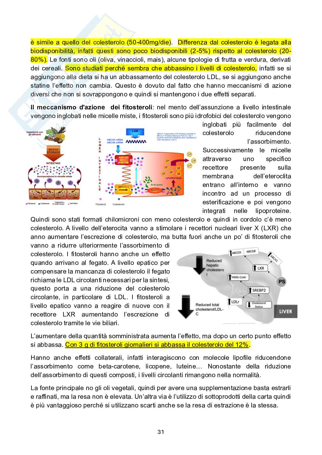 Nutrizione applicata - parte 1 Pag. 31