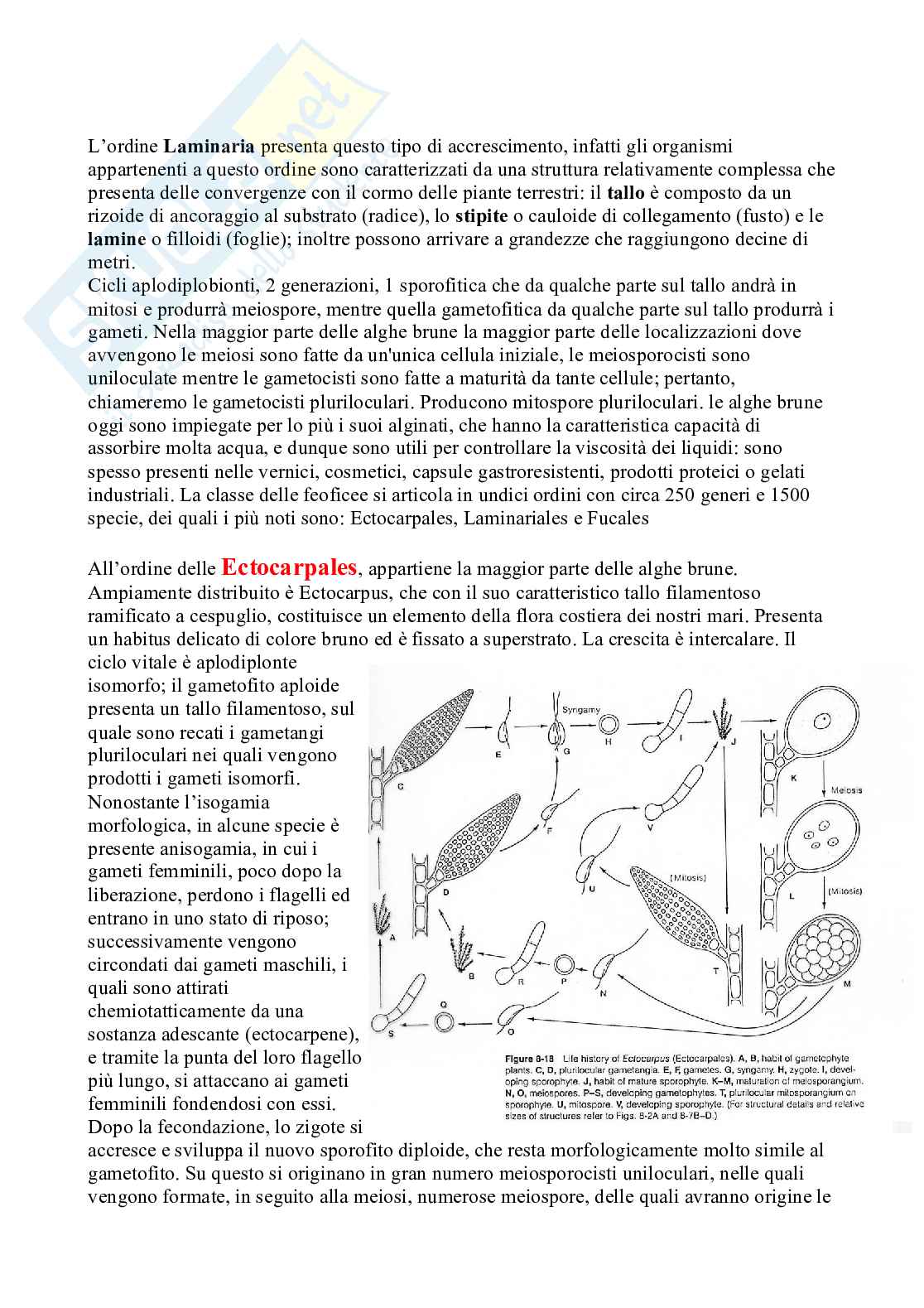 Appunti Botanica sistematica Pag. 11