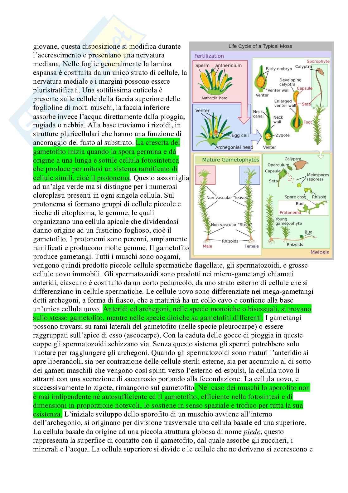 Appunti Botanica sistematica Pag. 26
