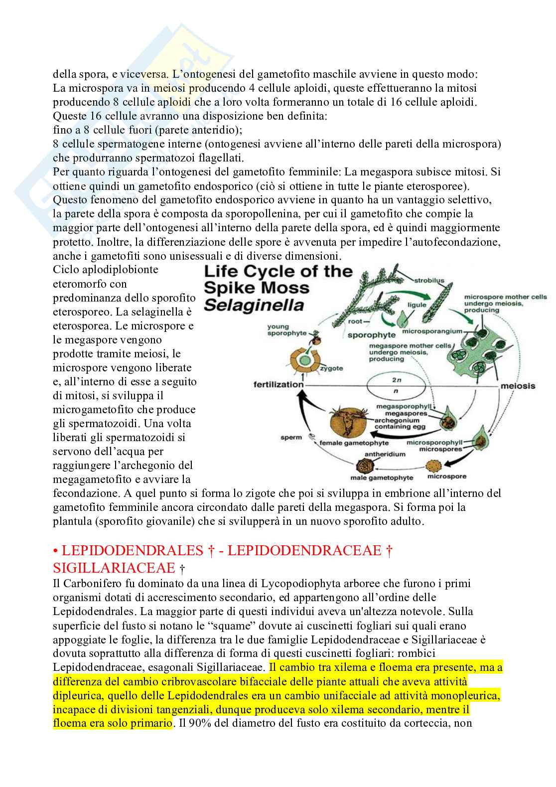 Appunti Botanica sistematica Pag. 31