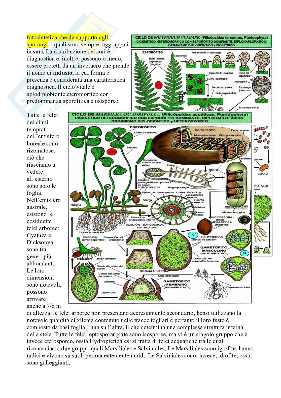 Appunti Botanica sistematica Pag. 36