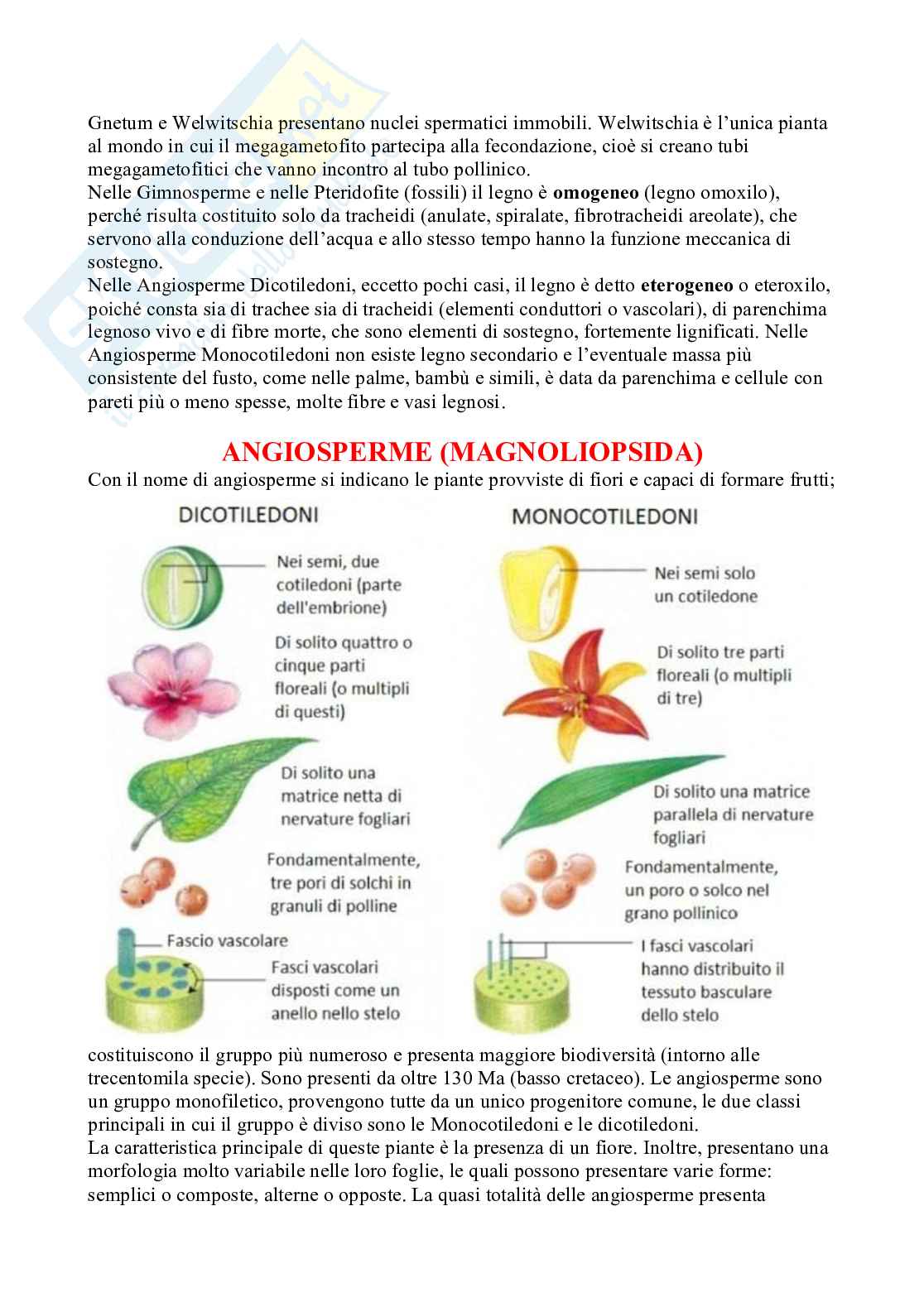 Appunti Botanica sistematica Pag. 46