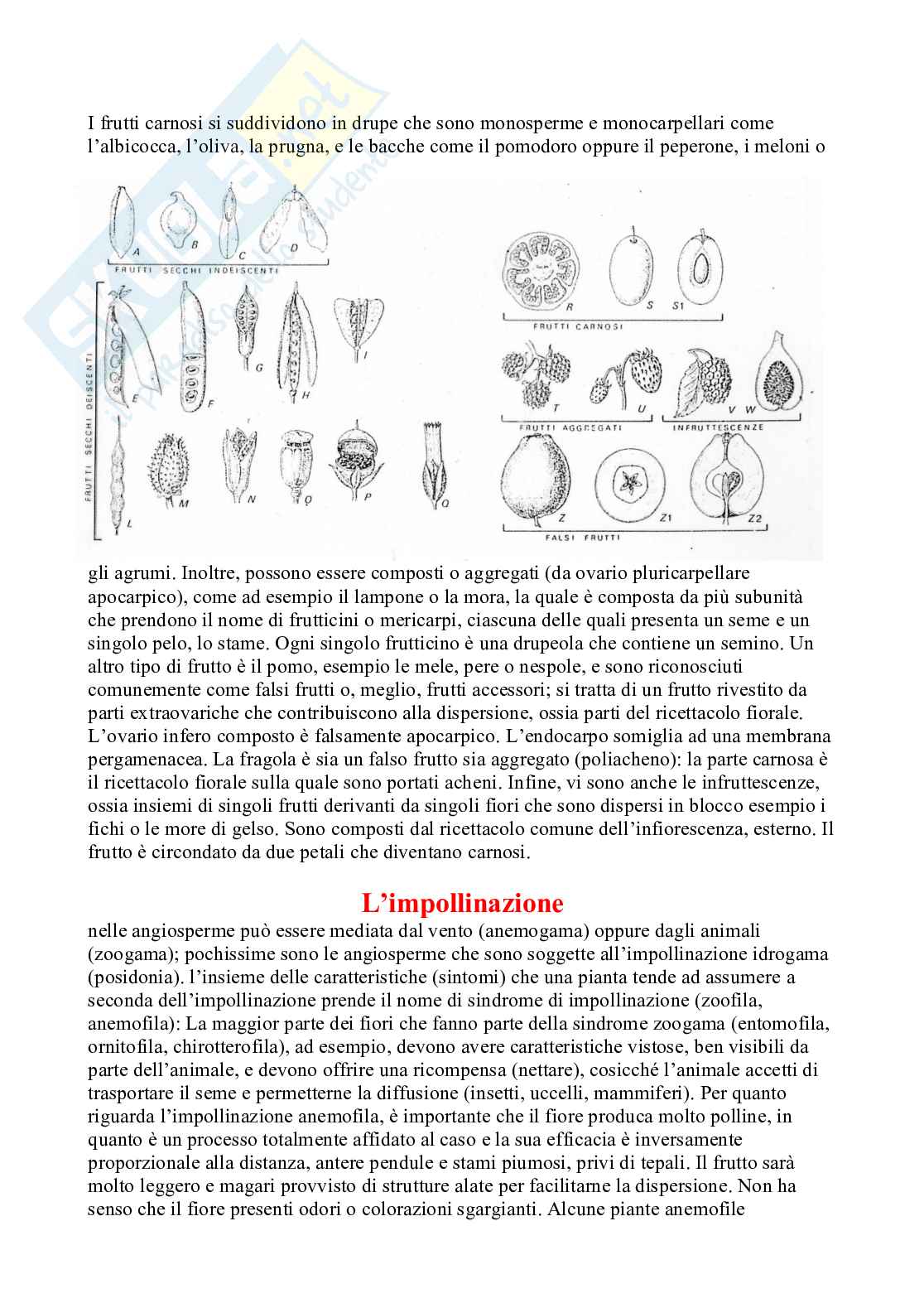 Appunti Botanica sistematica Pag. 51